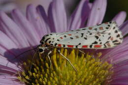 Image of Utetheisa pulchelloides Hampson 1907