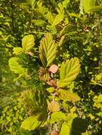 Plancia ëd Holodiscus discolor var. discolor