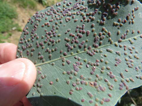 Image of Eucalyptus gall wasp