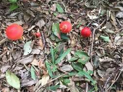 Image of Amanita hemibapha (Berk. & Broome) Sacc. 1887