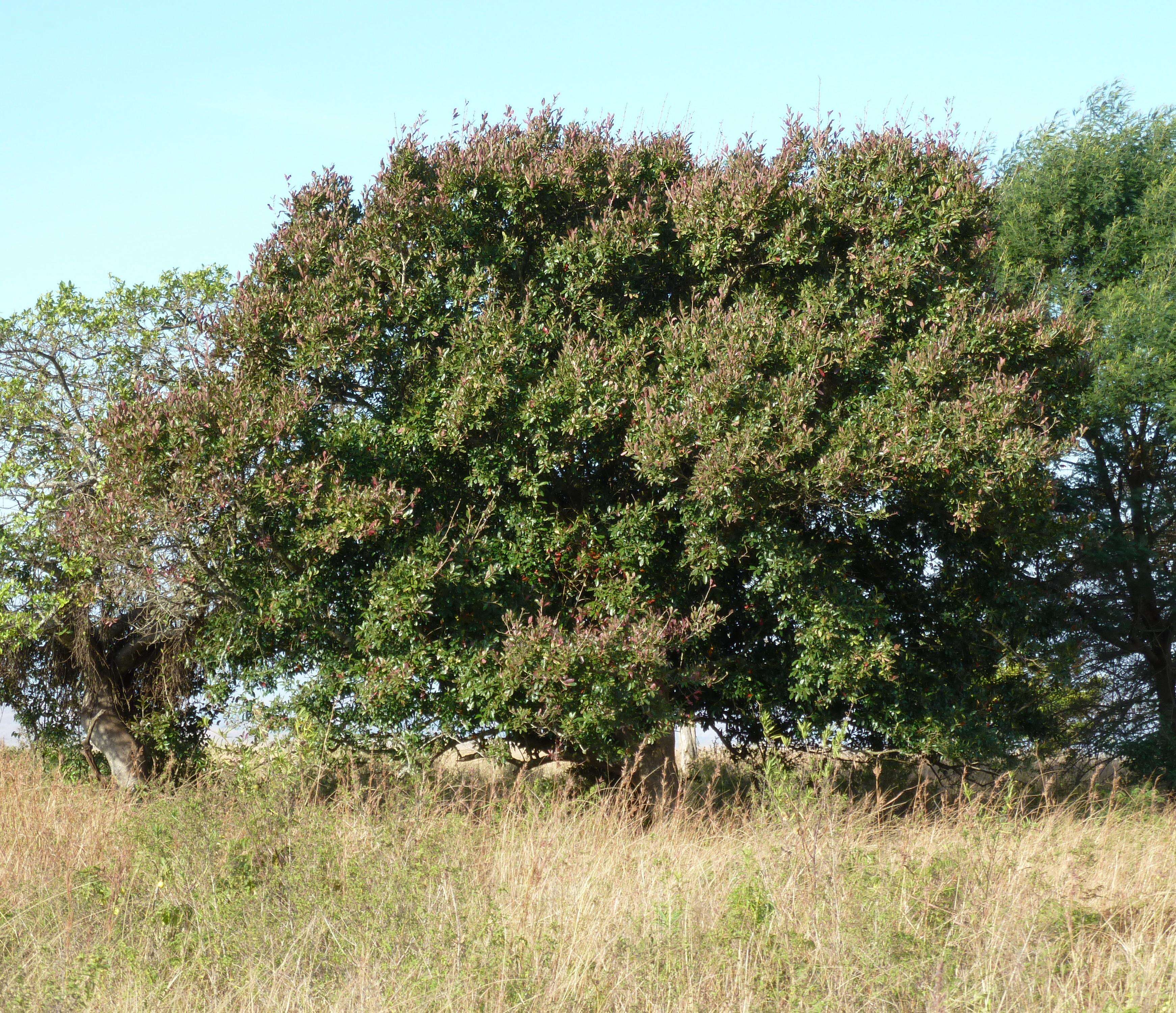 Image de Combretum kraussii Hochst.