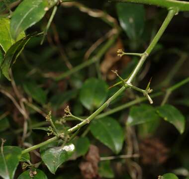 Image of Lemon-thorn