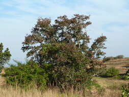 Image of Forest bushwillow