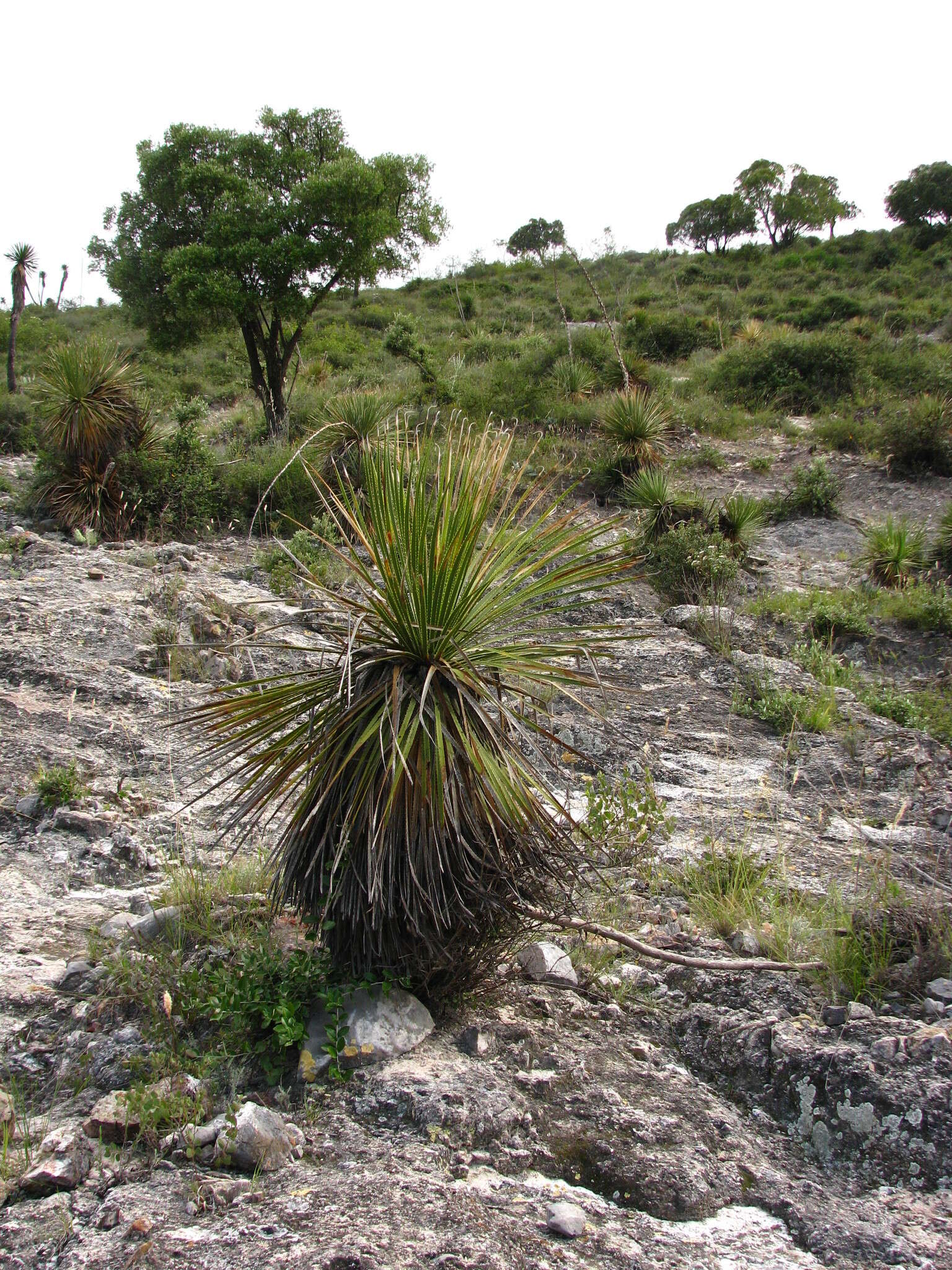 Image of Dasylirion acrotrichum (Schiede) Zucc.