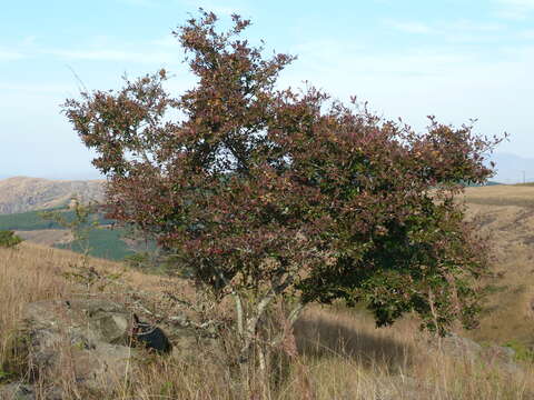 Image of Combretum kraussii Hochst.