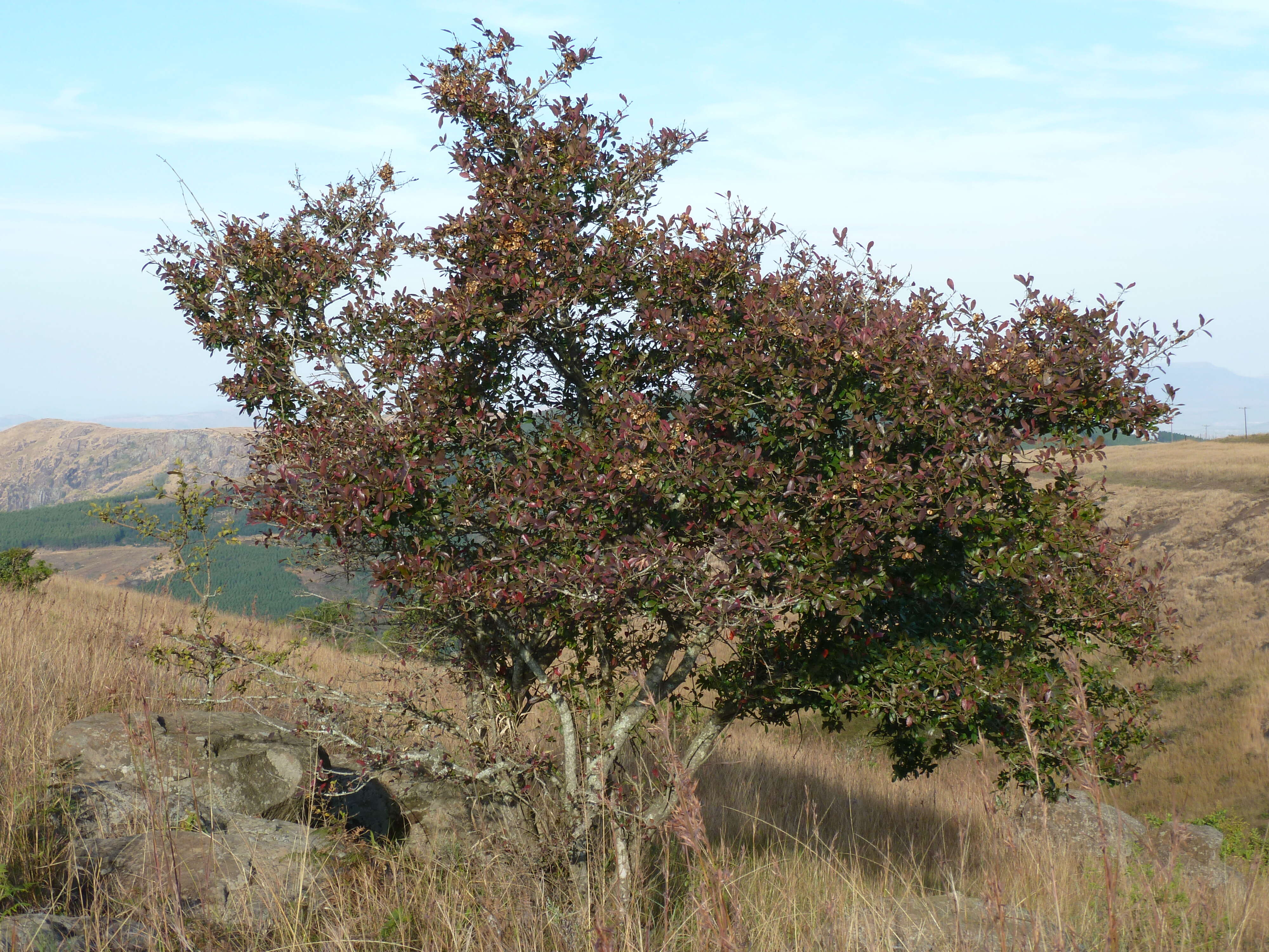 Image de Combretum kraussii Hochst.