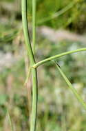 Bupleurum woronowii Mandenova的圖片