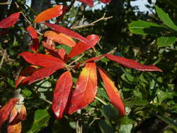 Image of Forest bushwillow