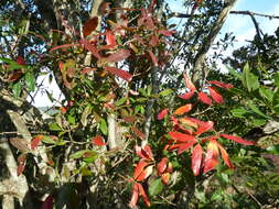 Image of Forest bushwillow