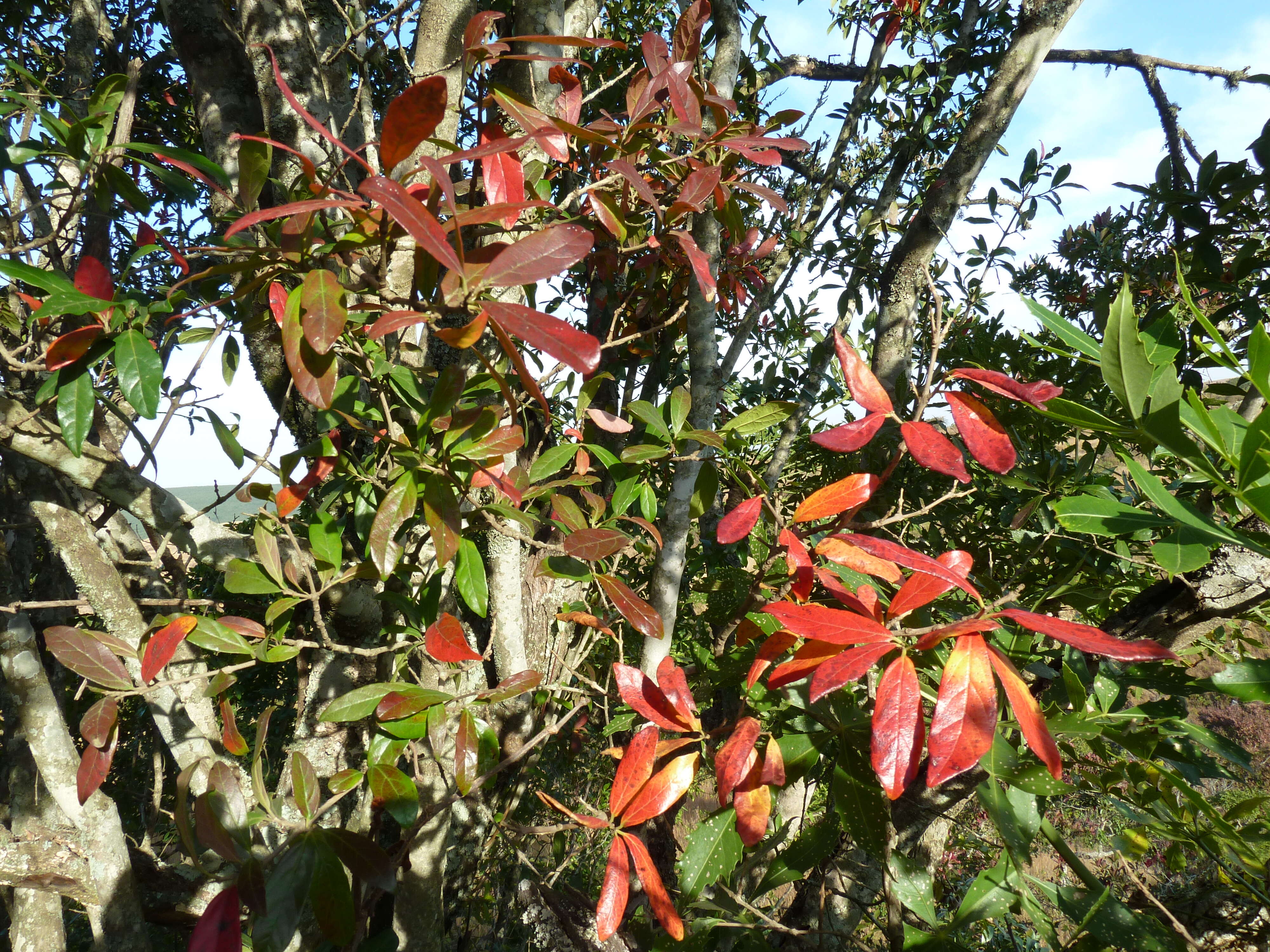 Image of Forest bushwillow