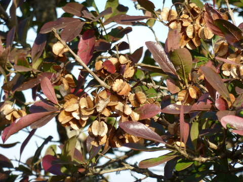 Image of Combretum kraussii Hochst.