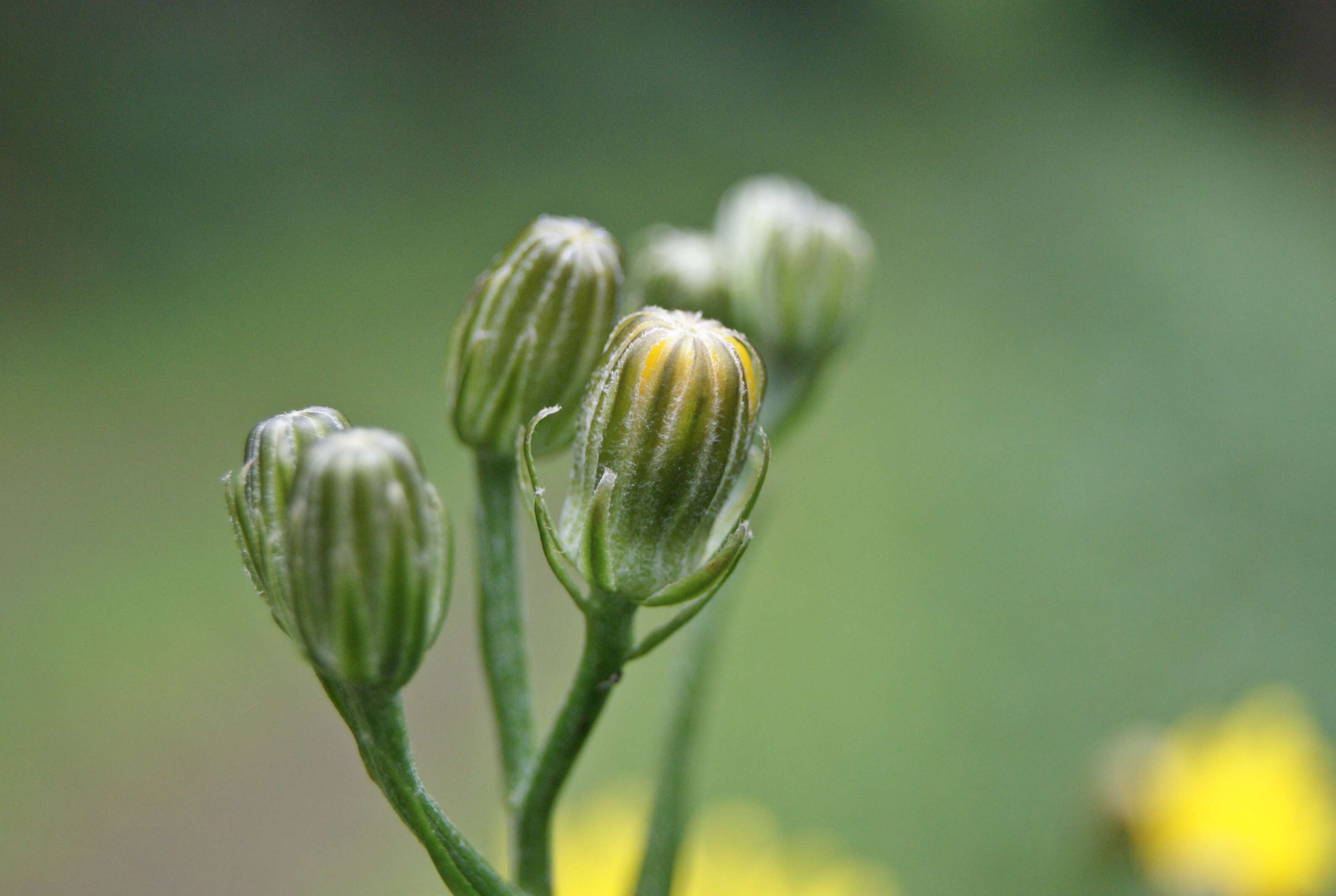 Image of rough hawksbeard