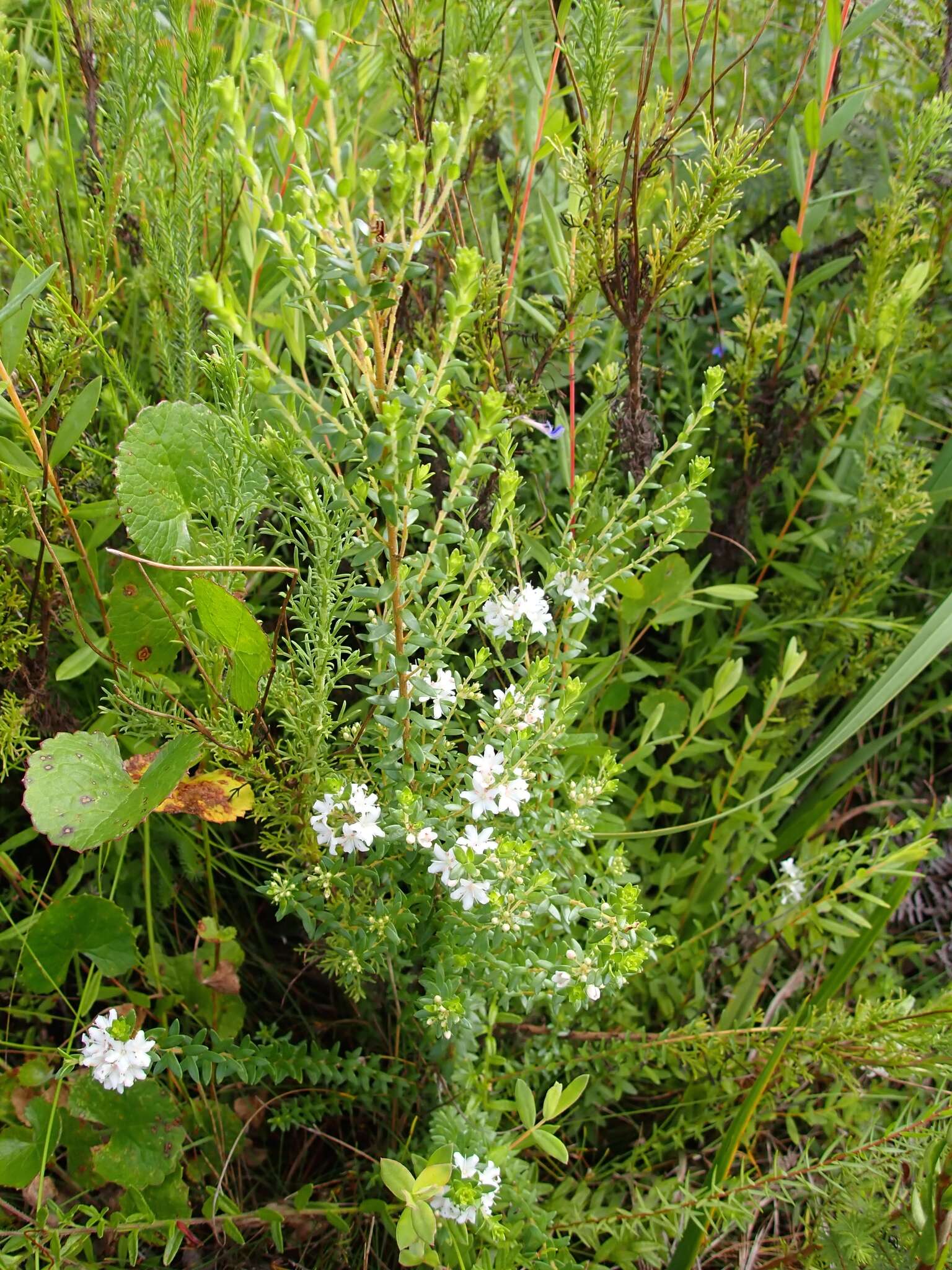 Image of Agathosma planifolia Sond.