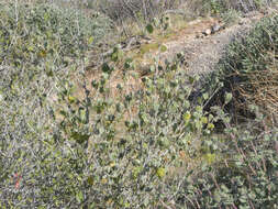 Image of shrubby Indian mallow