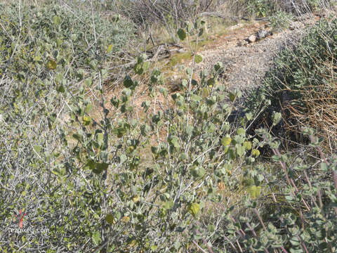 Image of shrubby Indian mallow