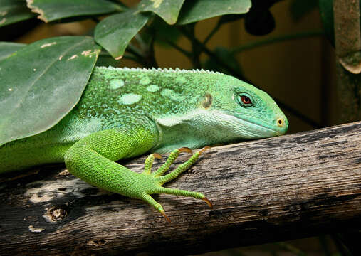 Image of Fiji iguanas