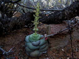 Crassula hemisphaerica Thunb. resmi