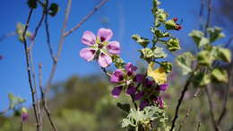 Image of Anisodontea scabrosa (L.) D. M. Bates