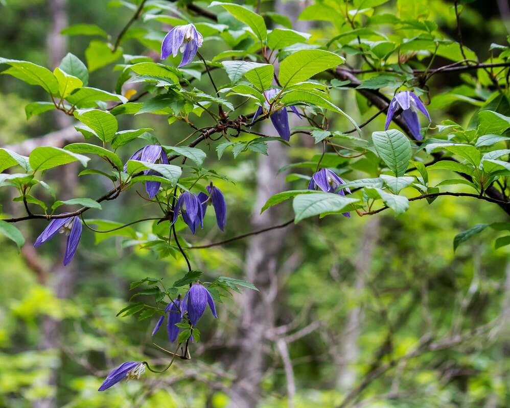 Image of alpine clematis