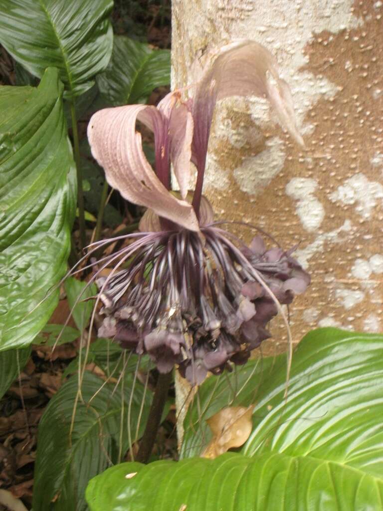 Image of black bat flower