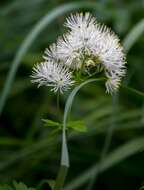 Image of Thalictrum aquilegiifolium