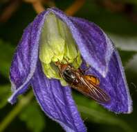 Image of alpine clematis