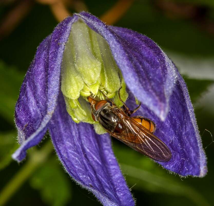 Image of alpine clematis