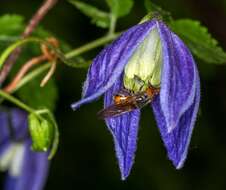 Image of alpine clematis