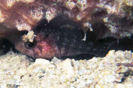 Image of Dwarf cardinalfish