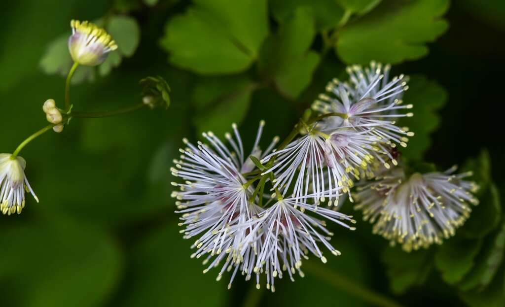 Image of Thalictrum aquilegiifolium