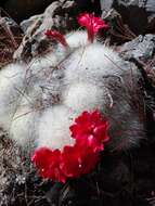 صورة Mammillaria senilis Lodd. ex Salm-Dyck