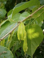 Image de Halesia carolina L.