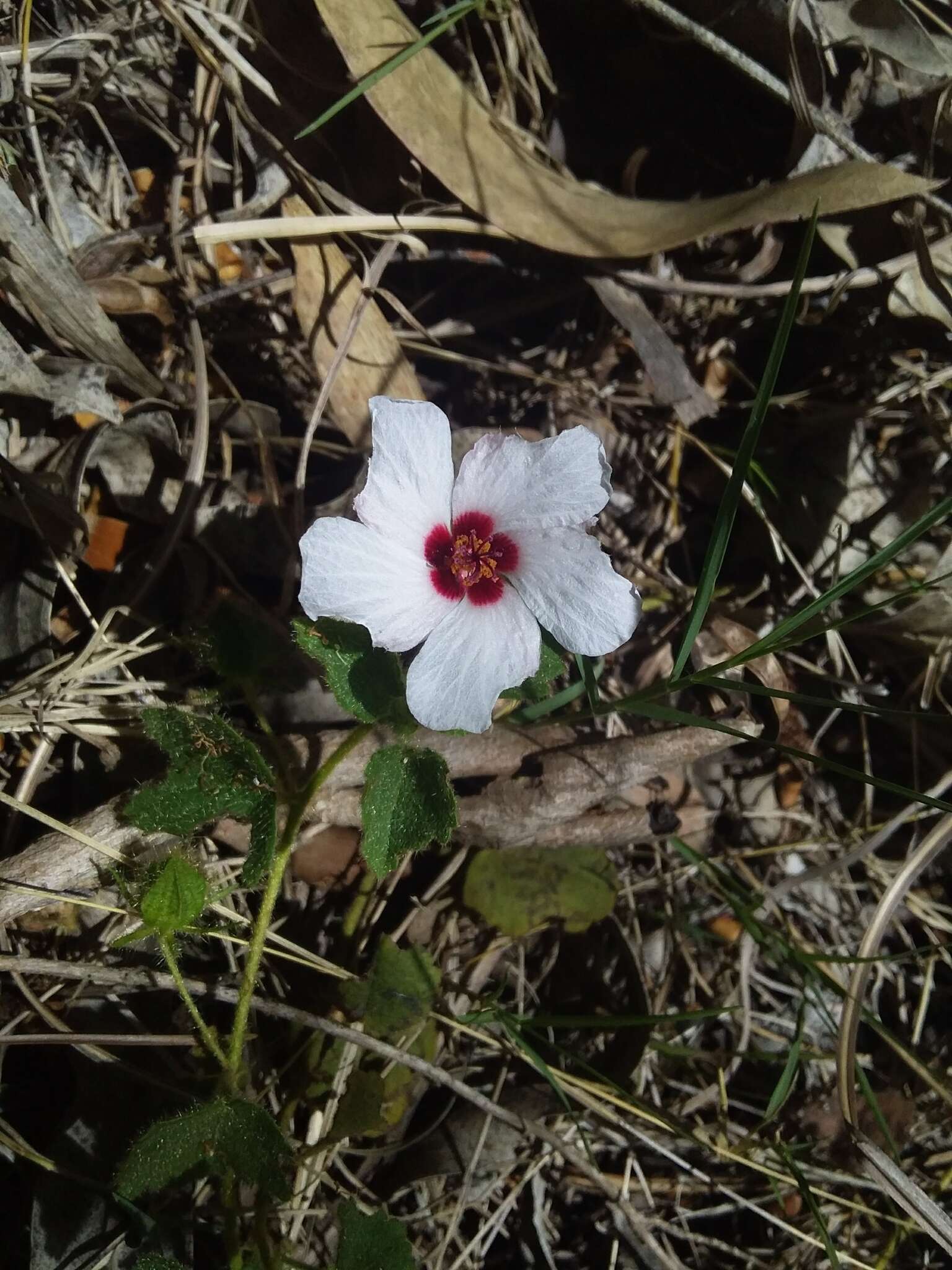 Image of Pavonia glechomoides A. St.-Hil.