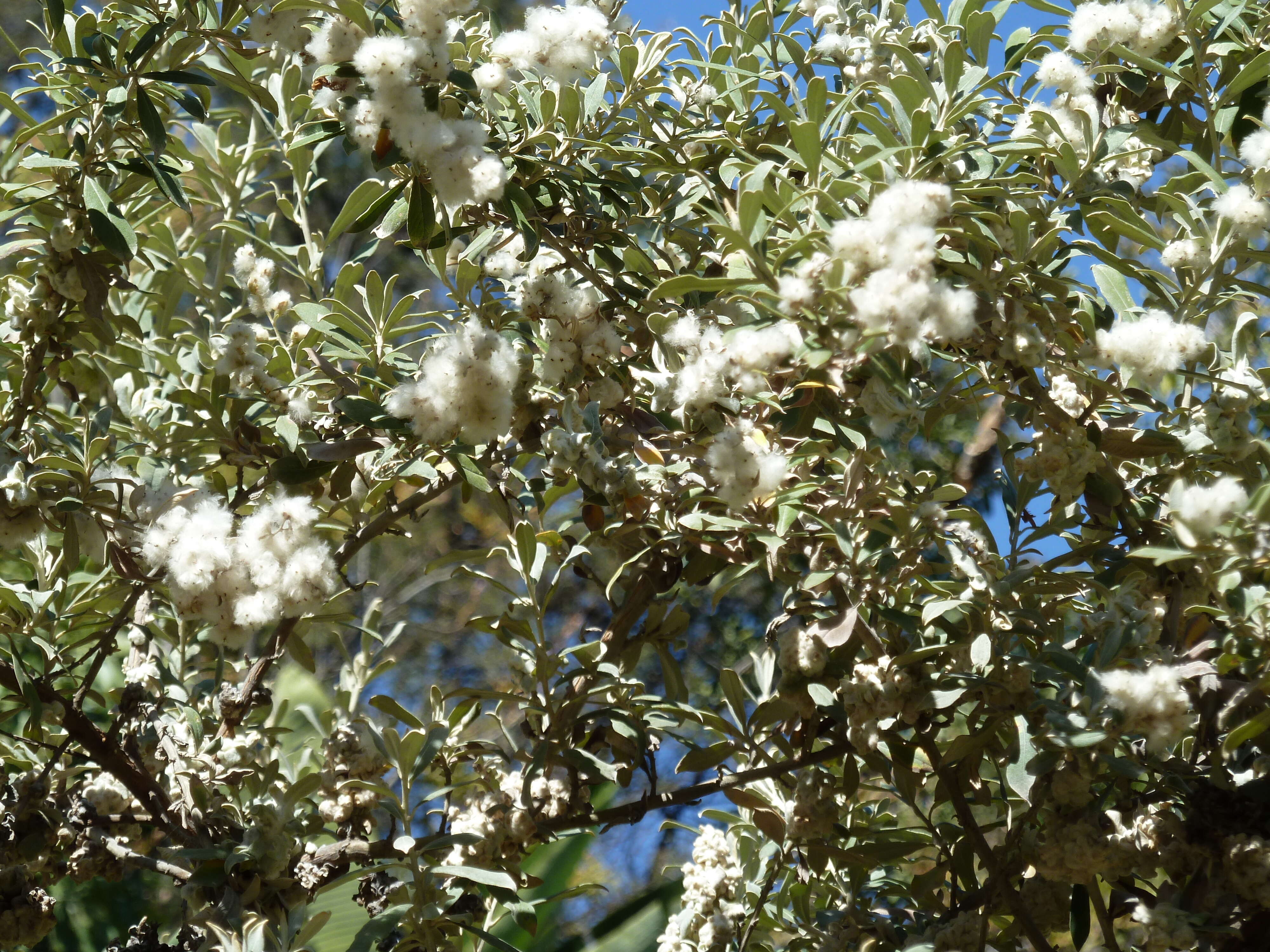 صورة Tarchonanthus camphoratus L.