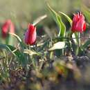 Слика од Tulipa suaveolens Roth