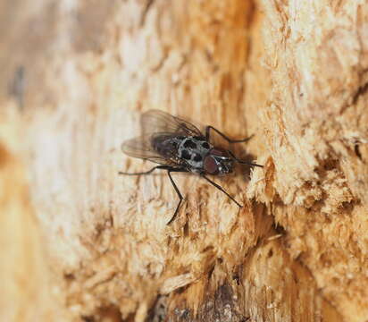 Image of Anthomyia pluvialis (Linnaeus 1758)