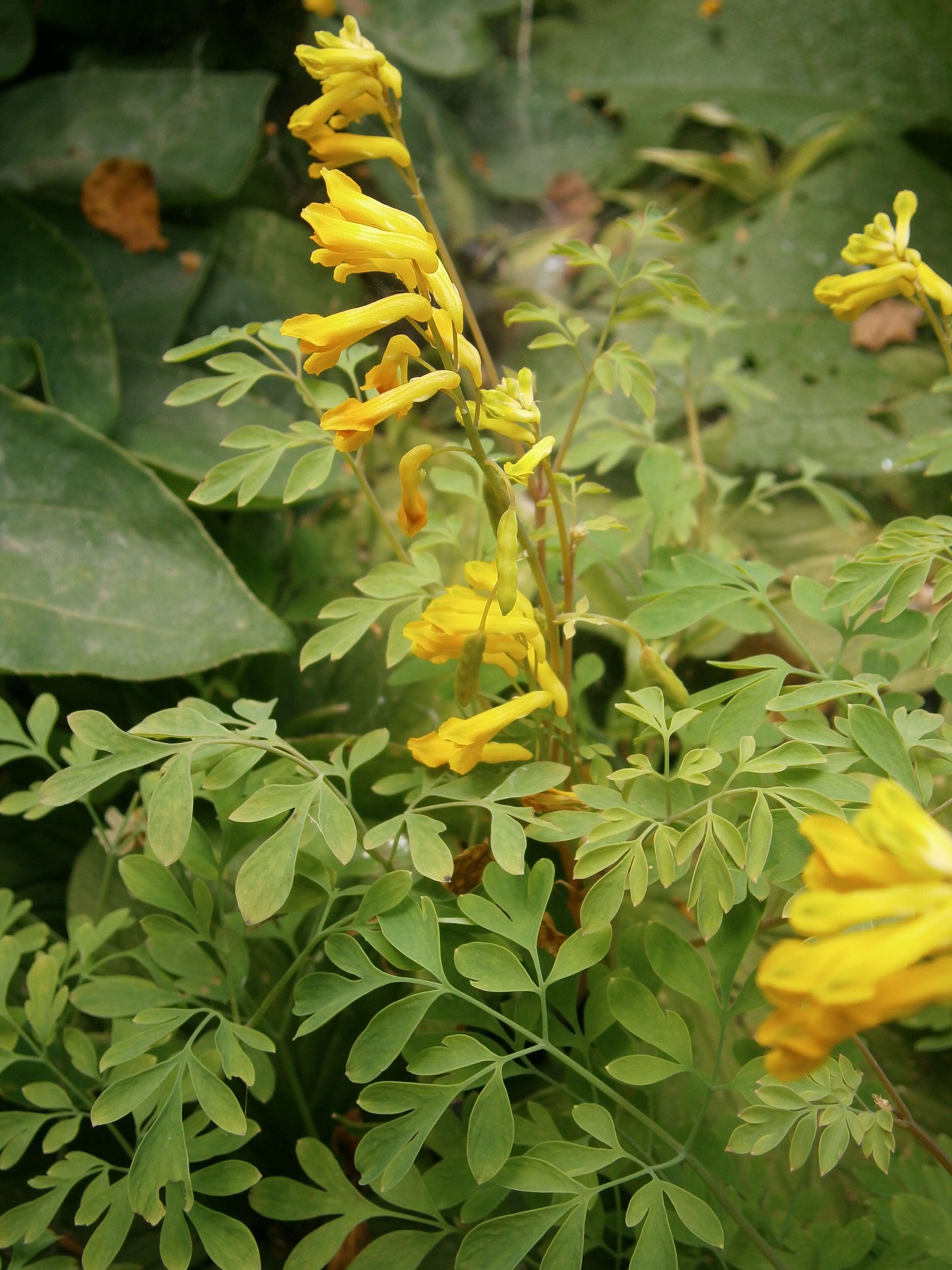 Image of yellow corydalis