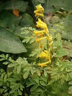 Image of yellow corydalis