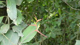 Image of wild plantain