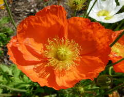 Imagem de Papaver alpinum L.