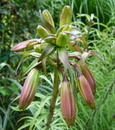 Imagem de Lilium regale E. H. Wilson