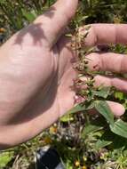 Lysimachia asperulifolia Poir. resmi