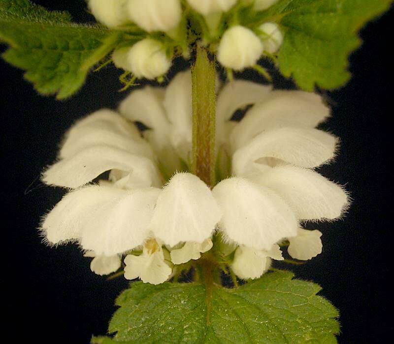 Image of white deadnettle