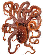 Image of Whitespot octopus