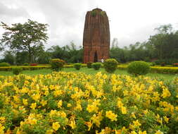 Image of golden trumpet