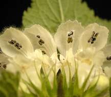 Image of white deadnettle