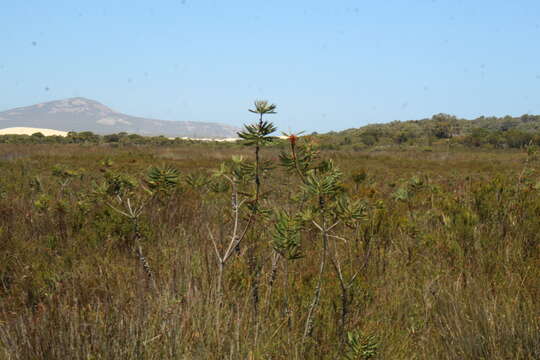 Sivun Melaleuca glauca Domin kuva