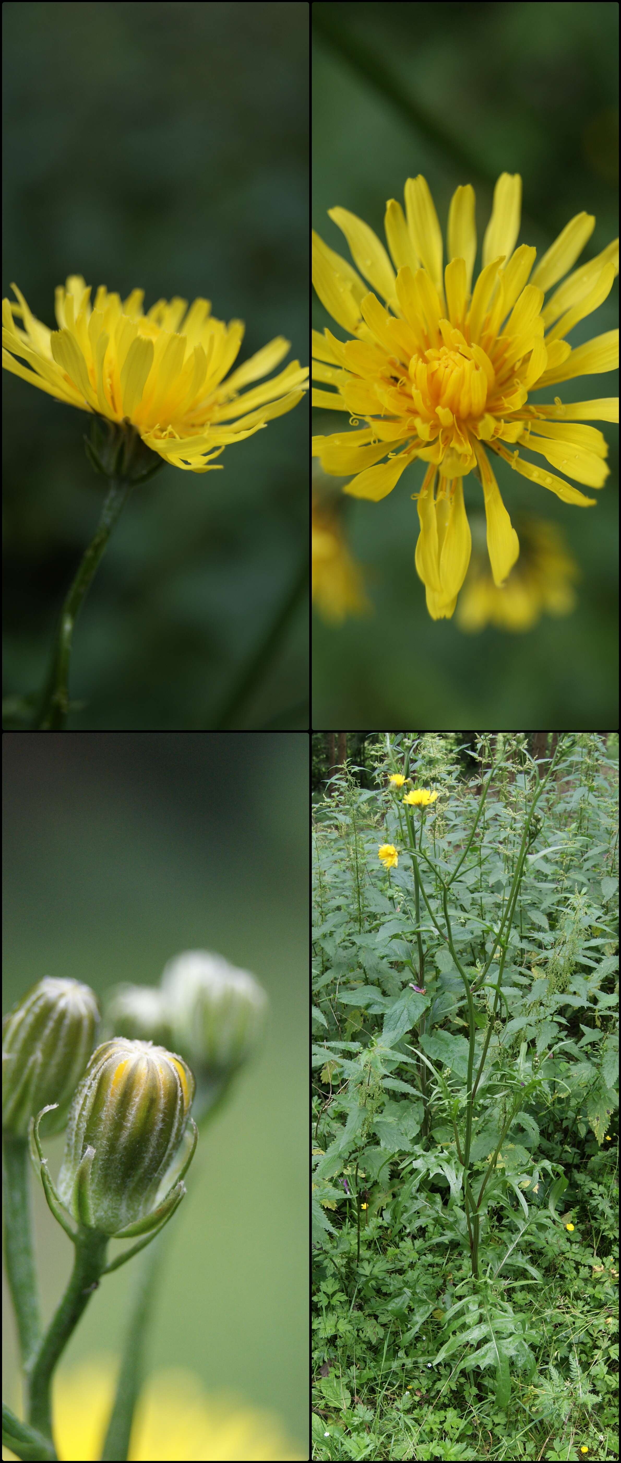 Image of rough hawksbeard