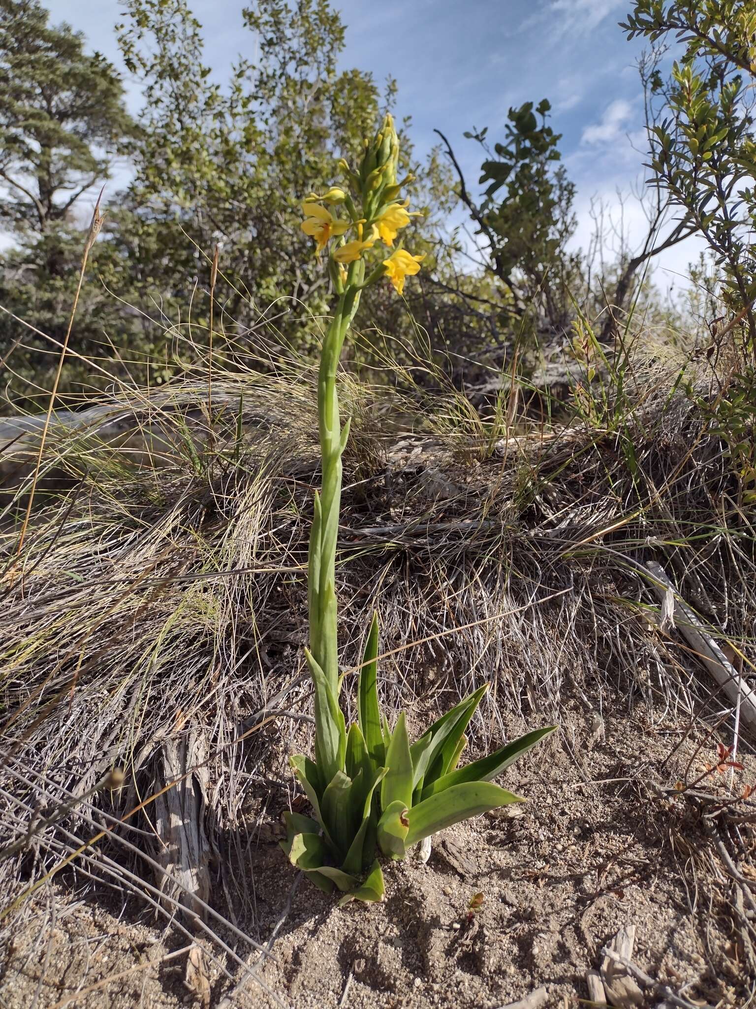 Plancia ëd Gavilea kingii (Hook. fil.) M. N. Correa