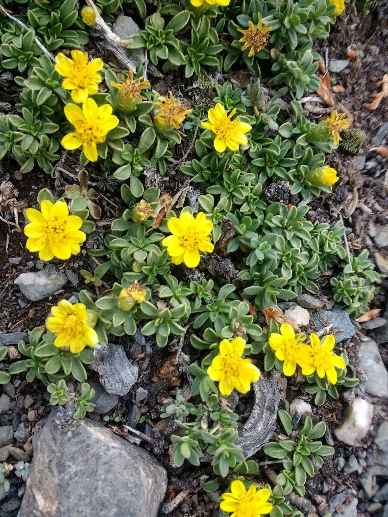 Image of Gutierrezia baccharoides Sch. Bip.